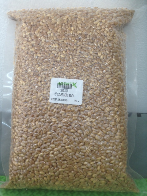 P11-0010 - : - ข้าวสาลี (Wheat)