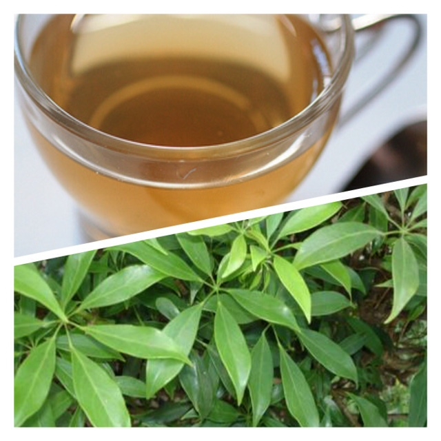 P12-0399 - : - ชาหนุมานประสานกาย Schefflera Leucantha Vig Tea