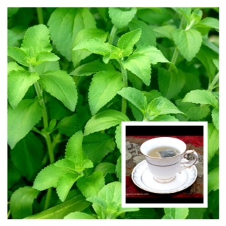 P12-0406 - : - ชาหญ้าหวาน Stevia rebaudiana Bertoni Tea