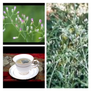 P12-0405 - : - ชาหญ้าดอกขาว (เซียวโซวโฮ้ว)Little ironweed Tea